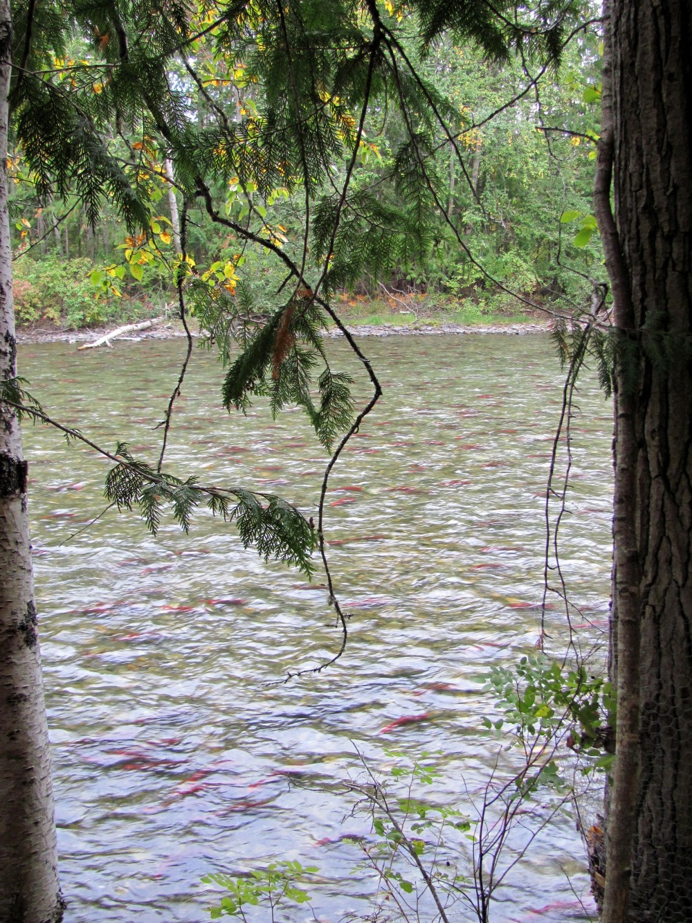 Salmon Run Adams River | this bird flies